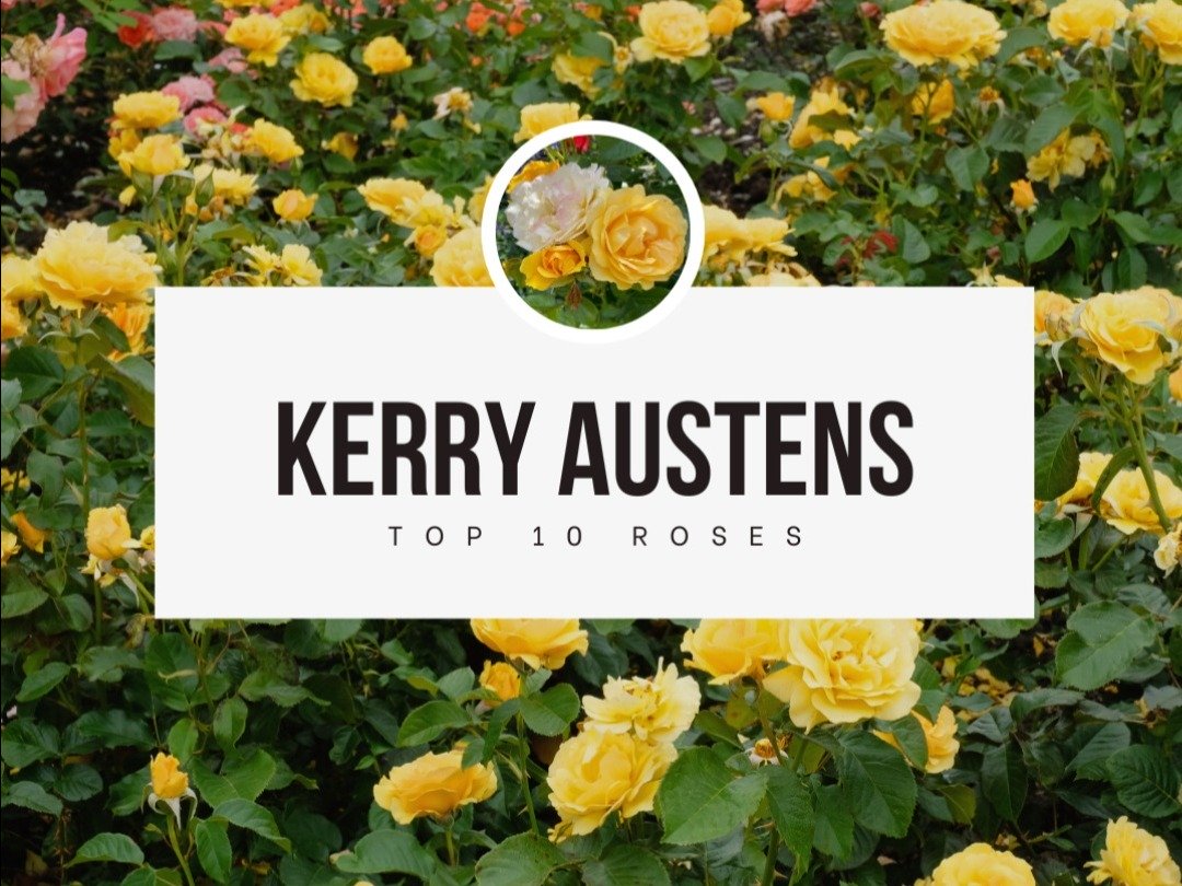 🌹 Kerry Austens top 10 Roses for fragrance & health 🌹